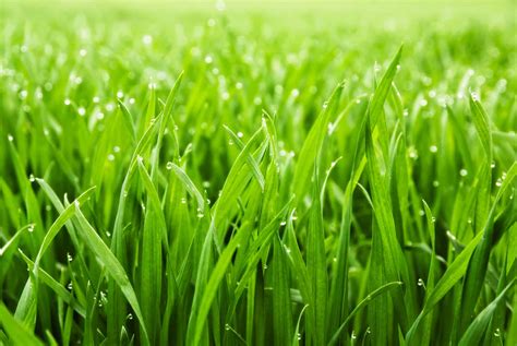 Growing grass. Things To Know About Growing grass. 